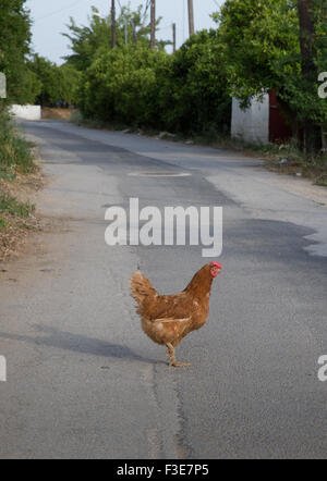 Jugar chicken road in Spain